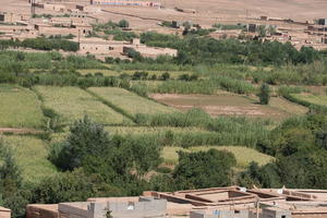 bush, day, direct sunlight, eye level view, grass, greenery, grove, landscape, Morocco, natural light, nature, Ouarzazate, outdoors, roof, sunlight, sunny, sunshine, tree