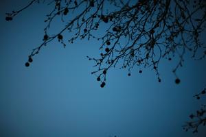 below, branch, dusk, England, evening, London, The United Kingdom