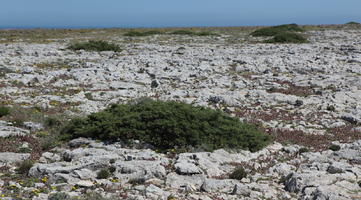 day, eye level view, Faro, Faro, flower, greenery, ground, open space, path, Portugal, rock, rockery, rocks, seascape, shrub, summer, sunlight, sunny, vegetation