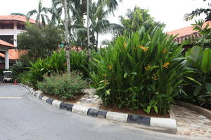 ambient light, day, eye level view, flower, garden, Kedah, Malaysia, overcast, plant, tropical