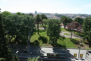 broad-leaf tree, broad-leaved tree, day, elevated, palm, park, Phoenix canariensis, Porto, Porto, Portugal, spring, street, sunny, tramlines