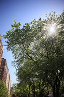 below, day, Manhattan, New York, sunny, The United States, tree, vegetation