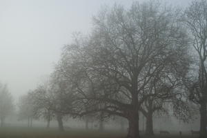 deciduous, England, eye level view, fog, London, natural light, overcast, park, The United Kingdom, tree, winter