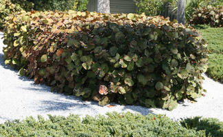 bush, day, eye level view, Florida, garden, Sarasota, sunny, sunshine, The United States, winter