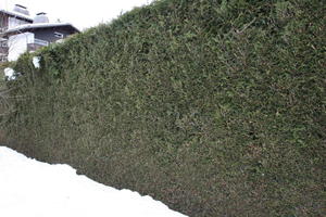 ambient light, day, diffuse, diffused light, eye level view, France, hedge, overcast, Rhone-Alpes, snow, winter