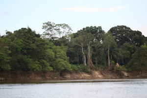 Brunei, day, diffuse, diffused light, eye level view, forest, natural light, river, summer, treeline, tropical