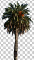 cutout, cutout trees, day, evergreen, eye level view, palm, Phoenix canariensis, summer, sunny