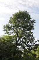 below, broad-leaf tree, broad-leaved tree, day, direct sunlight, England, London, park, summer, sunny, The United Kingdom, tree