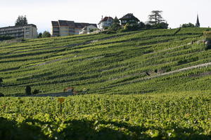 day, elevated, field, Lausanne, natural light, summer, sunny, Switzerland, Vaud, vegetation, vineyard