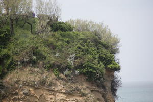 Aquitaine, below, Biarritz, cliff, close-up, day, France, plant, spring, sunlight, sunny, sunshine