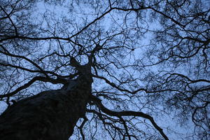 below, England, evening, London, The United Kingdom, tree, tree canopy