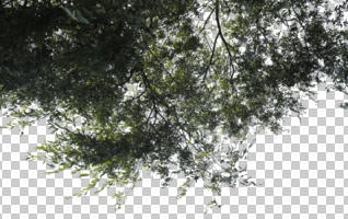 below, branch, broad-leaf tree, broad-leaved tree, cutout, cutout trees, day, summer, sunny