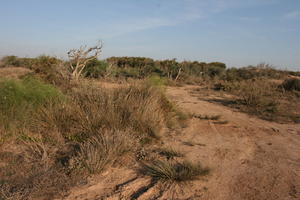 autumn, bush, day, desert, direct sunlight, Essaouira, eye level view, Morocco, natural light, sunlight, sunny, sunshine, vegetation