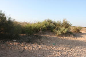 autumn, bush, day, desert, direct sunlight, Essaouira, eye level view, Morocco, natural light, sunlight, sunny, sunshine, vegetation