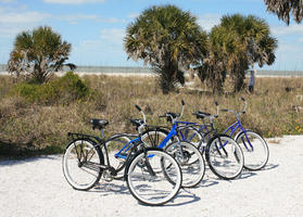 beach, bicycle, day, eye level view, Florida, palm, sunny, Tampa, The United States, vegetation