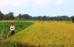 Bali, crop, day, eye level view, field, Indonesia, plant, summer, sunny