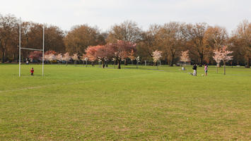 blooming, blossom, day, deciduous, England, eye level view, grass, London, park, spring, sunny, The United Kingdom, tree