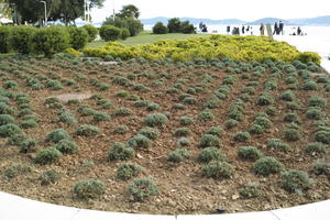 ambient light, bush, Croatia, day, eye level view, garden, spring, vegetation, Zadar, Zadarska