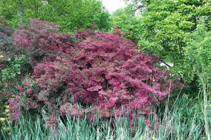 bush, day, England, eye level view, garden, natural light, park, The United Kingdom, Woking