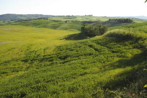 afternoon, day, elevated, grass, Italia , Siena, spring, sunny, Toscana, valley