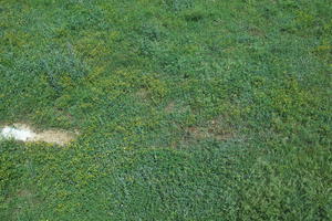 above, Croatia, day, field, garden, grass, long grass, spring, sunny, vegetation, Zadar, Zadarska