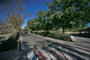 Alicante, crossing, day, eye level view, Spain, street, sunny, tree, Valenciana, vegetation