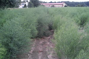 day, diffuse, diffused light, eye level view, natural light, Poland, shrubland, summer, Wielkopolskie