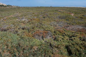 autumn, Canarias, day, eye level view, Las Palmas, shrubbery, shrubland, Spain, sunny