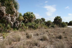 day, eye level view, Florida, grass, palm, sunny, The United States, tropical, vegetation, winter