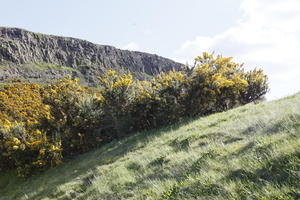 afternoon, below, bush, day, Edinburgh, grass, hill, natural light, Scotland, spring, The United Kingdom