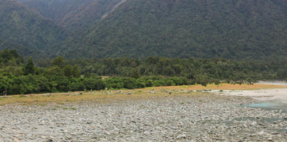 day, diffuse, diffused light, elevated, mountain, natural light, New Zealand, overcast, summer, West Coast, woodland