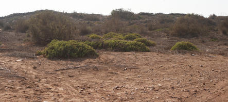 autumn, bush, day, desert, direct sunlight, Essaouira, eye level view, Morocco, natural light, sunlight, sunny, sunshine, vegetation