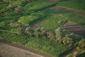 aerial view, dusk, East Timor, Egypt, Egypt, field, palm, tree, vegetation