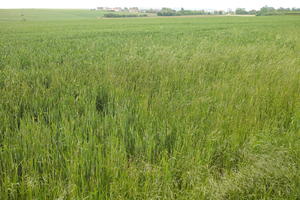 crop, day, eye level view, field, France, natural light, plant, spring