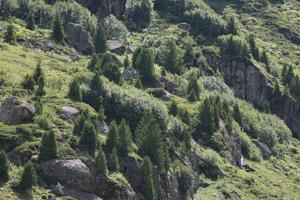 day, eye level view, mountain, natural light, pine, Switzerland, Switzerland, tree, vegetation