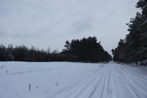 eye level view, forest, overcast, Poland, snow, track, tree, Wielkopolskie, winter, Wolsztyn