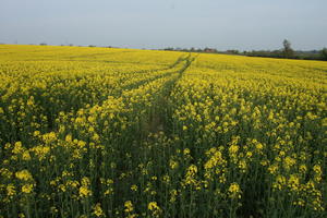 ambient light, Brassica napus, day, England, eye level view, field, flower, flower field, open space, rapeseed, spring, The United Kingdom, vegetation