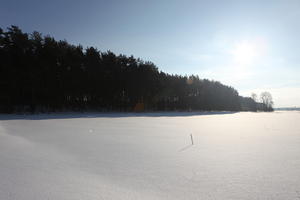 afternoon, bright, coniferous, day, eye level view, Poland, snow, sunny, tree, treeline, Wielkopolskie, winter, woodland