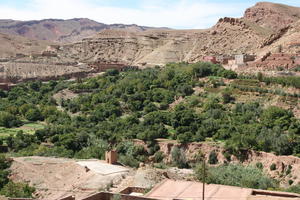 day, desert, direct sunlight, elevated, forest, forest, greenery, grove, landscape, Morocco, natural light, nature, Ouarzazate, outdoors, sunlight, sunny, sunshine, tree