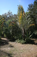 day, eye level view, Florida, Miami, natural light, palm, park, sunny, The United States, tropical, vegetation, winter