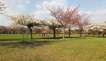 blooming, blossom, day, deciduous, England, eye level view, grass, London, park, spring, sunny, The United Kingdom, tree