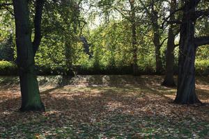 afternoon, autumn, Battersea park, day, England, eye level view, leaf, London, park, sunny, The United Kingdom, tree