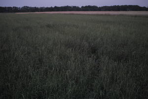 crop, dark, dusk, evening, eye level view, field, Poland, summer, Wielkopolskie