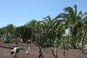 cactus, Canarias, Cardon Canario, day, direct sunlight, Euphorbia canariensis, evergreen, eye level view, garden, Las Palmas, palm, Phoenix canariensis, Spain, spring, succulent plant, sunny