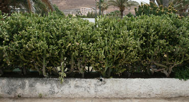 cactus, Canarias, day, diffuse, diffused light, evergreen, eye level view, Spain, succulent plant, summer