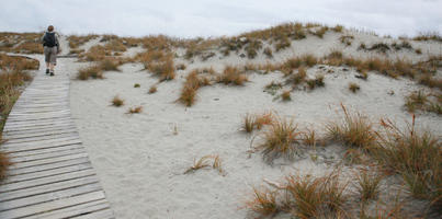 day, diffuse, diffused light, eye level view, grass, natural light, New Zealand, overcast, path, plant, sand dune, summer, West Coast