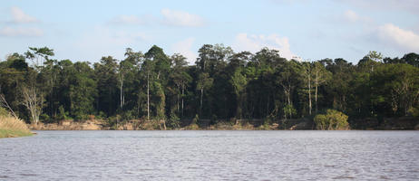 bright, Brunei, day, eye level view, forest, river, summer, sunny, tropical