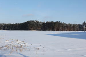 afternoon, bright, coniferous, day, eye level view, field, Poland, snow, sunny, tree, treeline, Wielkopolskie, winter, woodland