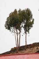 below, day, natural light, Peru, Puno, spring, tree