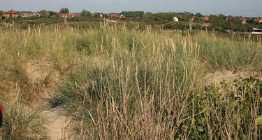 beach, Belgium, day, dunes, eye level view, grass, summer, sunny